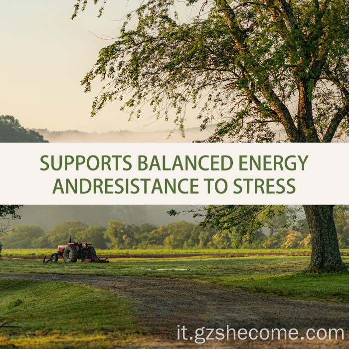 Ashwagandha Supplemento di erbe Stress Response Support Sleep